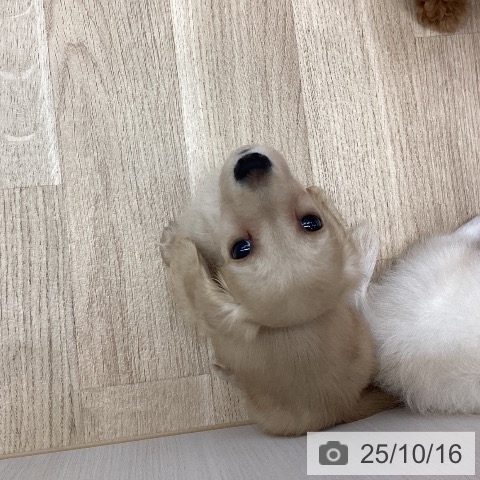 ミニチュア・ダックスフンドの写真
