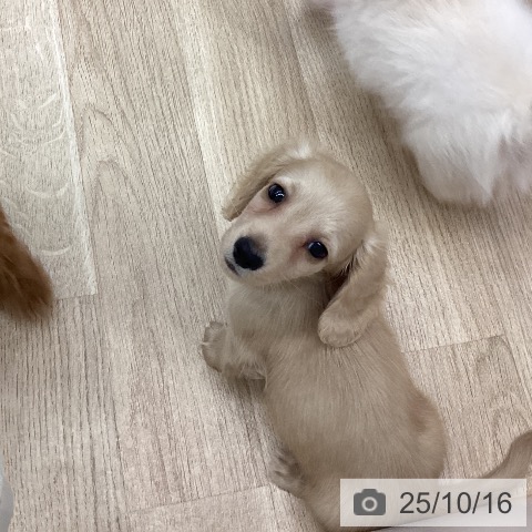 ミニチュア・ダックスフンドの写真