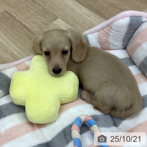 ミニチュア・ダックスフンドの写真