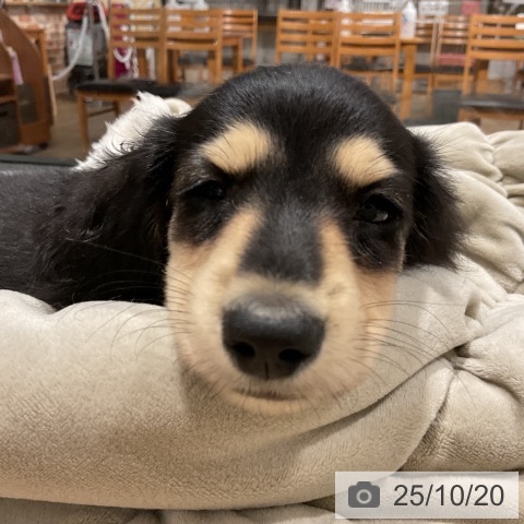 ミニチュア・ダックスフンドの写真