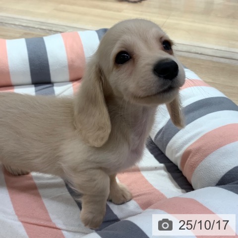 ミニチュア・ダックスフンドの写真