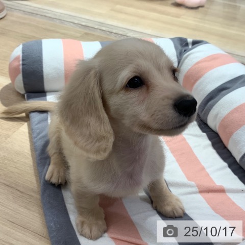 ミニチュア・ダックスフンドの写真