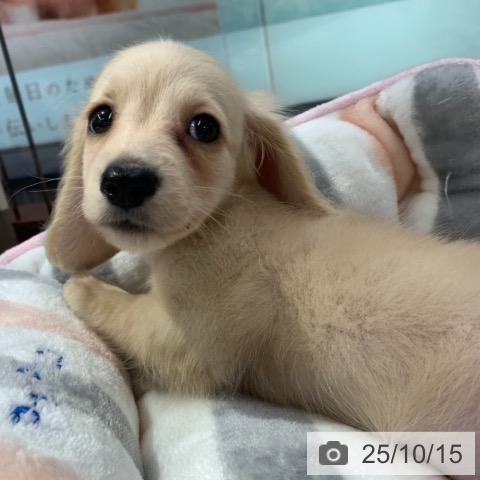 ミニチュア・ダックスフンドの写真