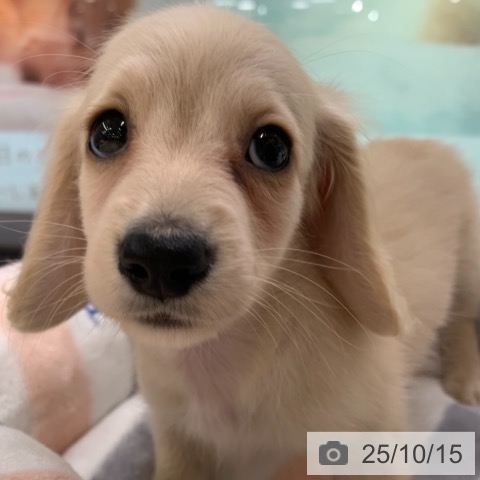 ミニチュア・ダックスフンドの写真