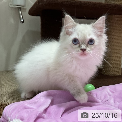 ラグドールの写真