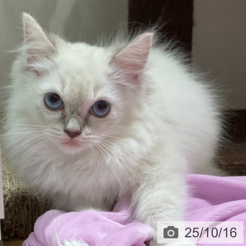 ラグドールの写真