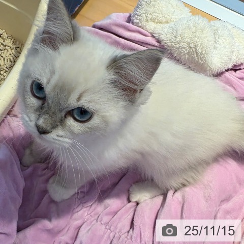 ラグドールの写真