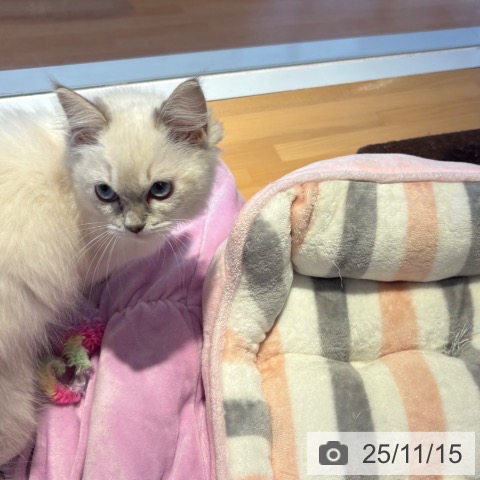 ラグドールの写真