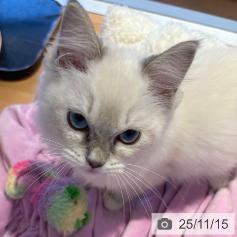 ラグドールの写真