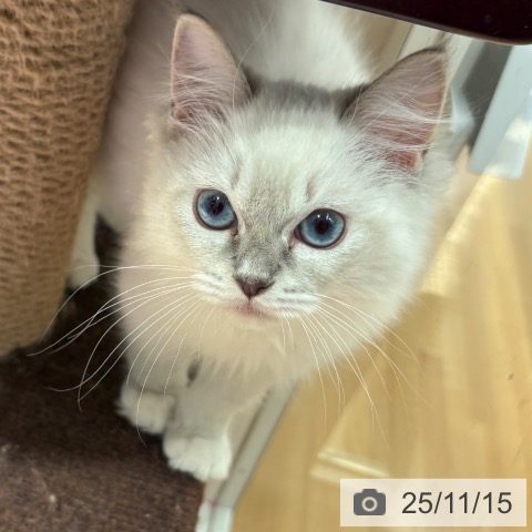 ラグドールの写真