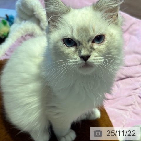 ラグドールの写真