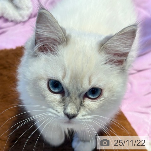 ラグドールの写真