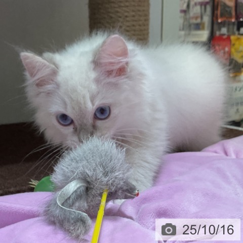 ラグドールの写真