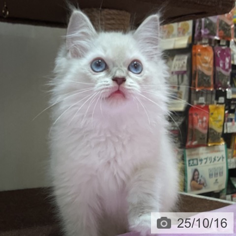 ラグドールの写真