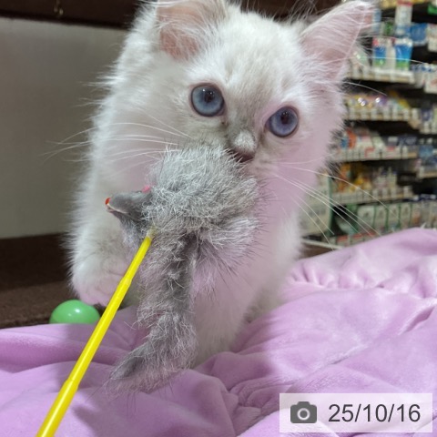 ラグドールの写真