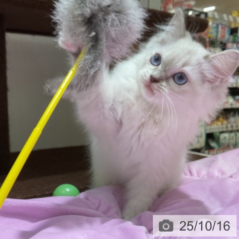 ラグドールの写真