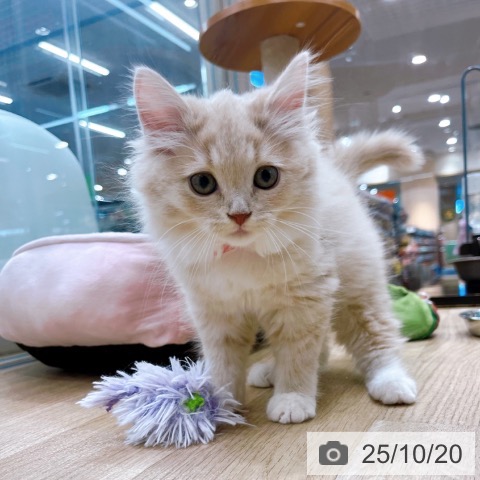 ラガマフィンの写真
