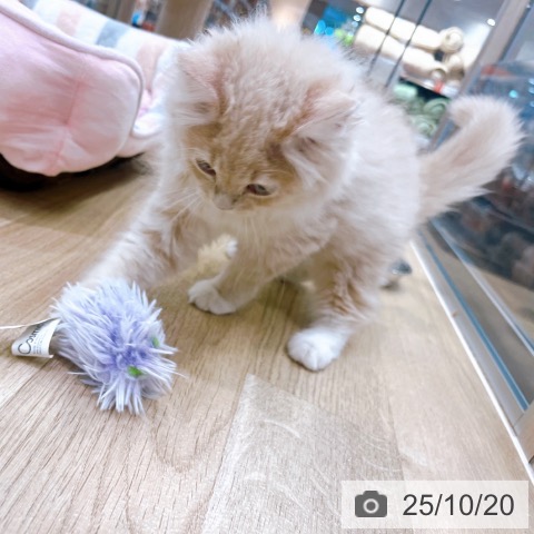 ラガマフィンの写真