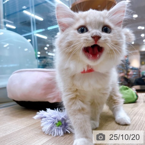 ラガマフィンの写真