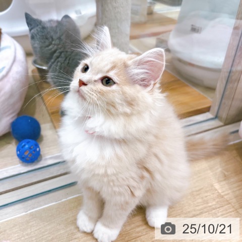 ラガマフィンの写真