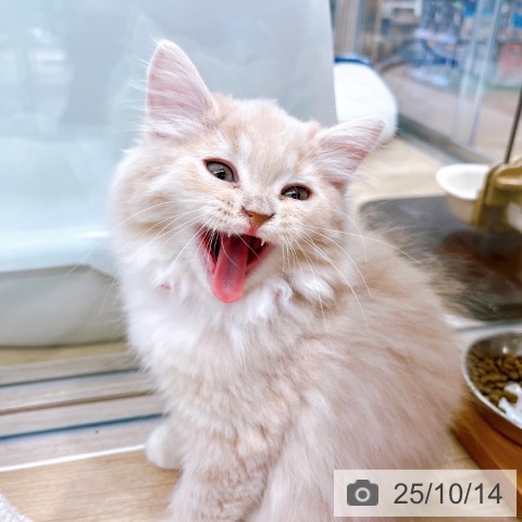 ラガマフィンの写真