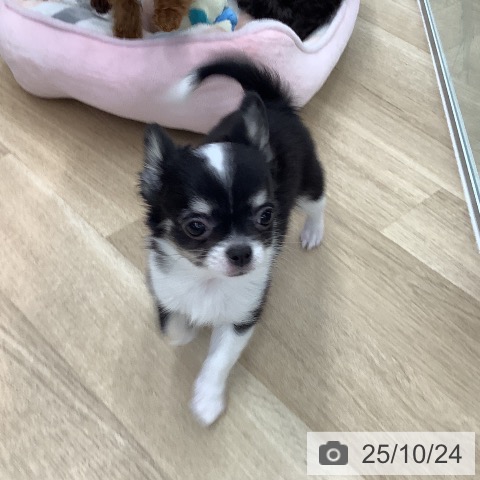 チワワの写真