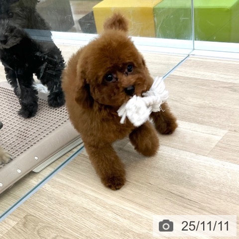 トイ・プードルの写真