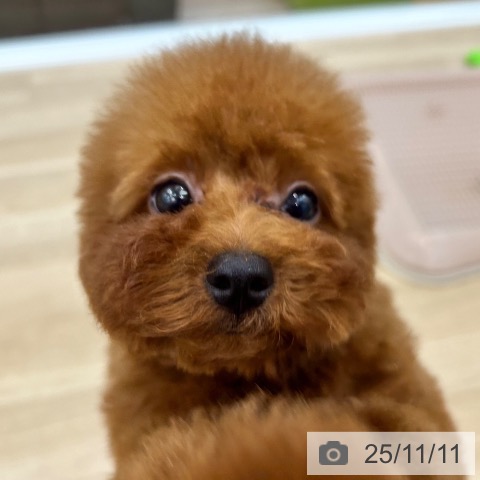 トイ・プードルの写真