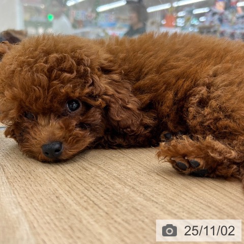 大阪府のトイプードル(トイ) (ペットプラス 松原店/2025年8月9日生まれ/男の子/レッド)の子犬の4枚目の画像