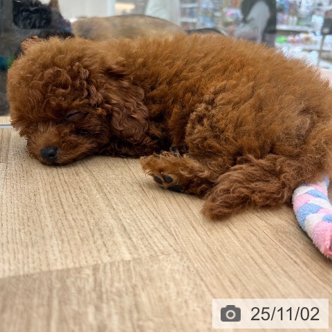 大阪府のトイプードル(トイ) (ペットプラス 松原店/2025年8月9日生まれ/男の子/レッド)の子犬の3枚目の画像