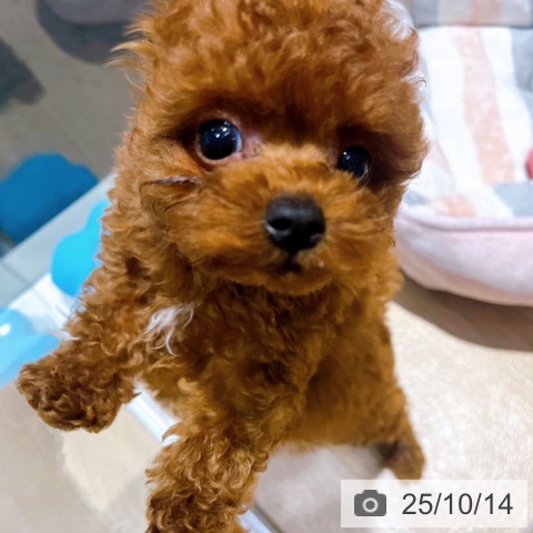 トイ・プードルの写真