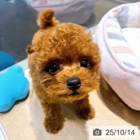 トイ・プードルの写真