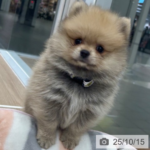 ポメラニアンの写真
