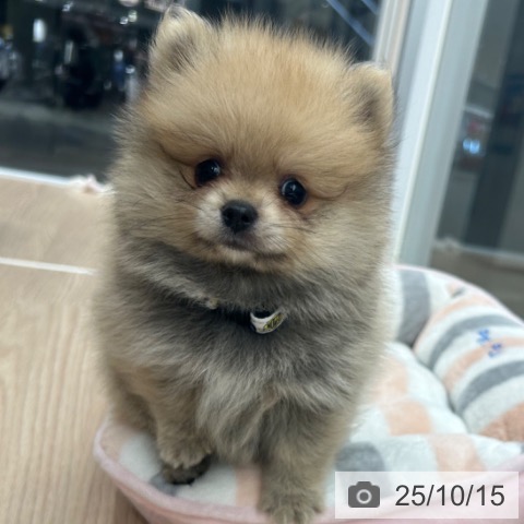 ポメラニアンの写真