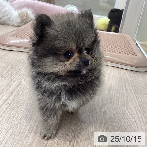 ポメラニアンの写真