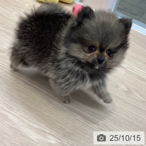 ポメラニアンの写真