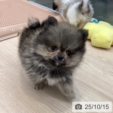 ポメラニアンの写真