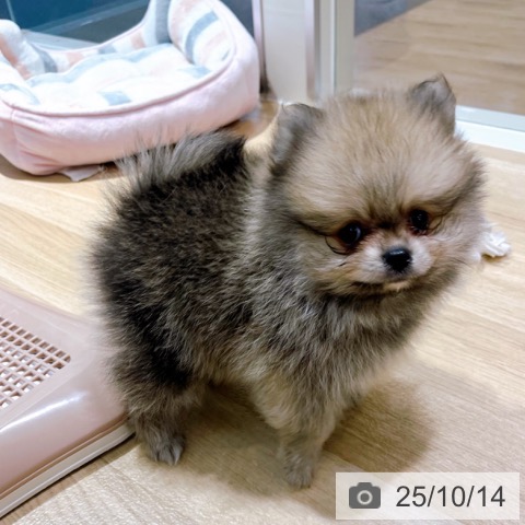 ポメラニアンの写真