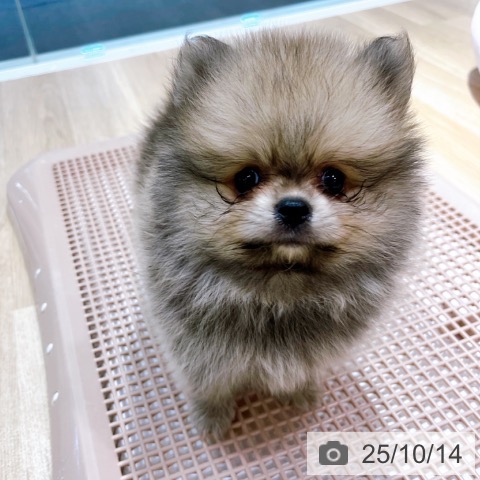 ポメラニアンの写真