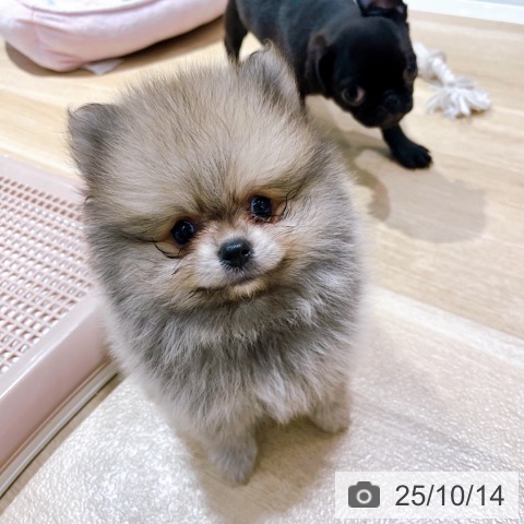 ポメラニアンの写真