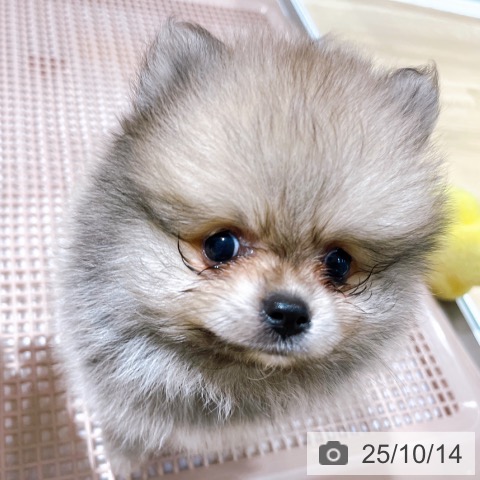 ポメラニアンの写真