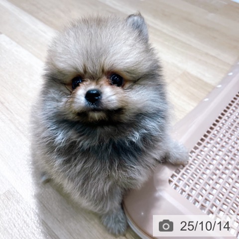 ポメラニアンの写真