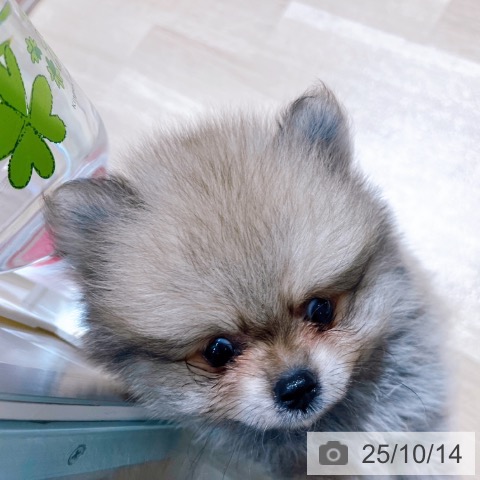 ポメラニアンの写真