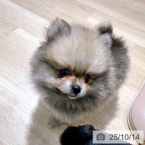 ポメラニアンの写真