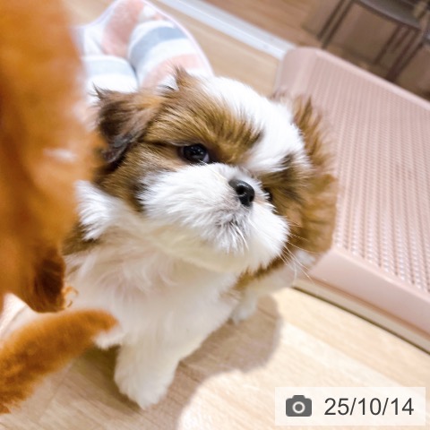 シー・ズーの写真