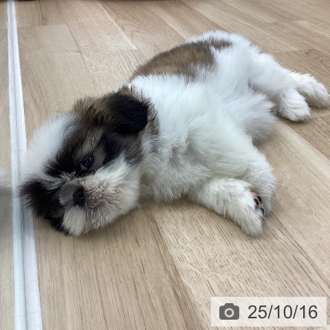 シー・ズーの写真