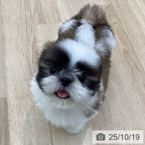 シー・ズーの写真