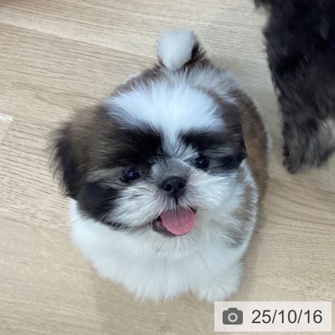 シー・ズーの写真