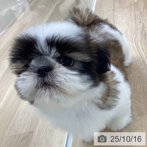 シー・ズーの写真