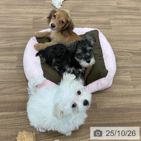 ミニチュア・ダックスフンドの写真